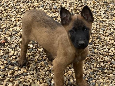 Chiots Malinois LOF à vendre Petite Annonce chien