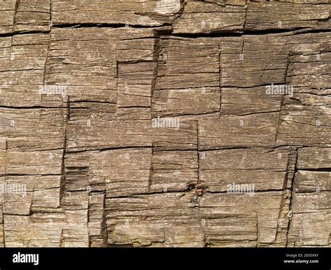 longitudinal cut  res stock photography  images alamy