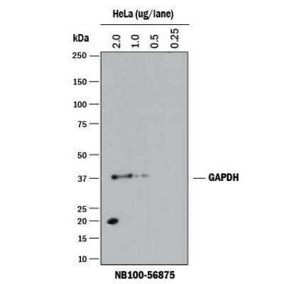 GAPDH Antibodies: Novus Biologicals