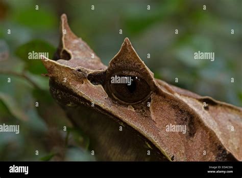 Long Nosed Horned Frog Megophrys Nasuta Also Known As The Malayan