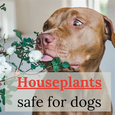 Safe Indoor Plants for Dogs: 15 Pet-Friendly Houseplants - Dog Food Feast