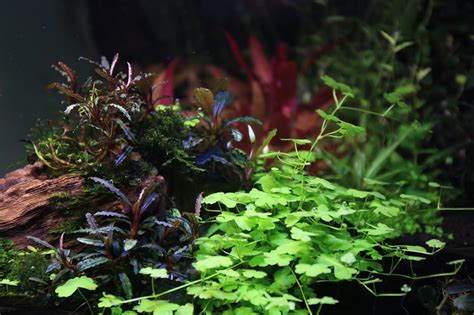 Background Aquarium Plants — Buce Plant