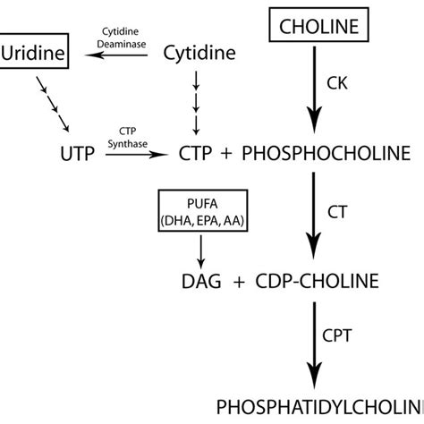 Structure Of Phosphatidylcholine Download Scientific Diagram