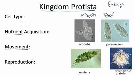 Kingdom Protista Examples