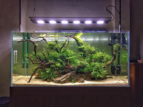 Aquascaping A Complete Beginners Guide Artofit