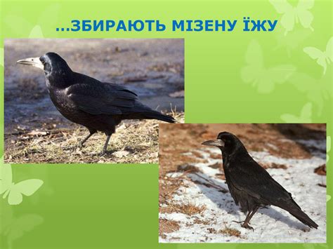 Презентація Грак - птах року