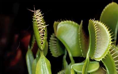 Caracter Sticas Extraordin Rias Das Carn Voras Plantasonya O Seu