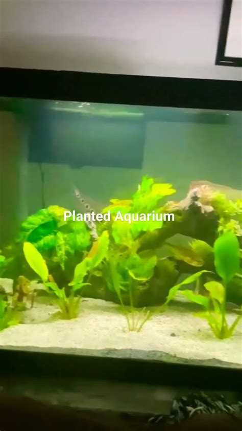 Arowana Fish In Planted Tank Planted Tank Shorts Hindi Petsvlog