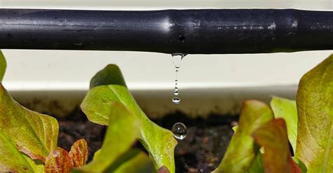 Drip Irrigation Efficient And Eco Friendly Watering System