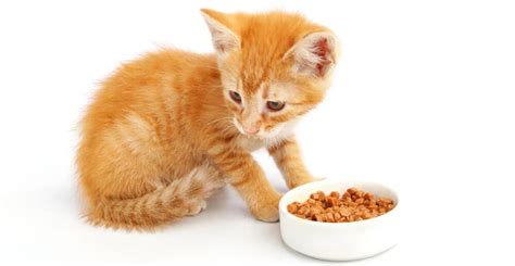 How To Feed A Cat Free Feeding Vs Meal Feeding Petsoid