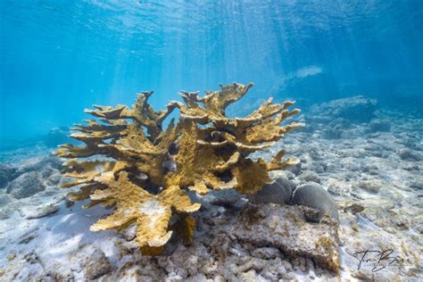 Stony Coral Tissue Loss Disease In Bonaire Impacts Divers PADI AWARE