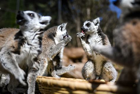 Cina Entra In Vigore Revisione Della Legge Per Tutelare Fauna Selvatica