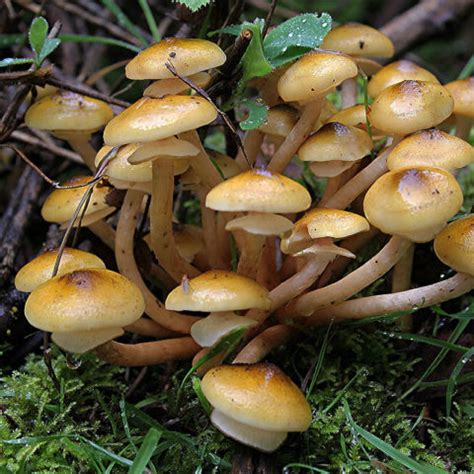 Armillaire Couleur De Miel Armillaria Mellea Mycoth Rapie