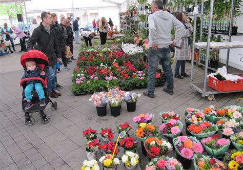 Bischwiller La E F Te Des Plantes Des Cactus Des G Raniums Et La