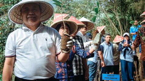 Pt Tambi Wonosobo Peringati Hari Lingkungan Hidup Sedunia Ajak Tanam