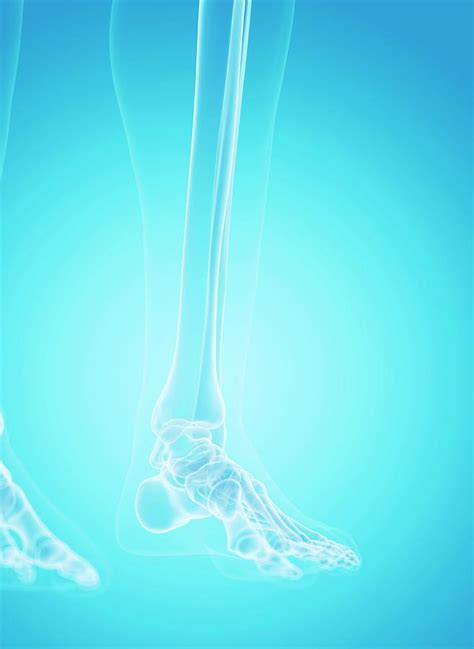 Foot Bones 42 By Sebastian Kaulitzki Science Photo Library