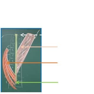 Cad T Te Et Cou Muscles De La Nuque Plan Des Muscles Spl Nius