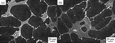 Sem Micrograph Of The As Cast Microstructure Of A M42 And B M42 N Download Scientific