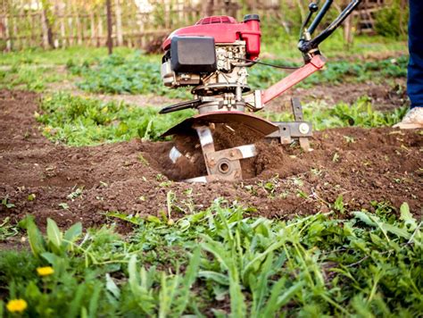 Creative Ways To Deal With Exposed Tree Roots The Practical Planter