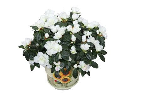 Азалия бяла в керамична кашпа - Fresh Flowers