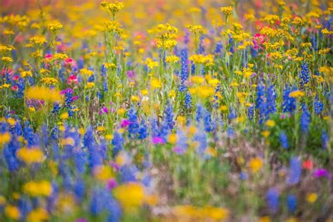 Rainbow Wildflowers In Spring Stock Photo Image Of Blooming Spring