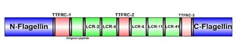 Schematic presentation of the designed vaccine-The vaccine consists of ...