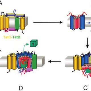 Predicated Secondary Structure And Topology Models Of The E Coli TatA