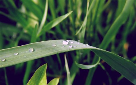 Wallpaper Nature Branch Green Dew Leaf Flower Drop Flora