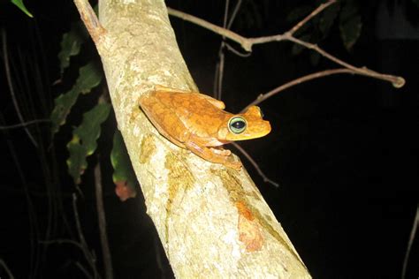 Banana Tree Dwelling Frog From Quebrada Del Meao Ca Averal Pnntayrona