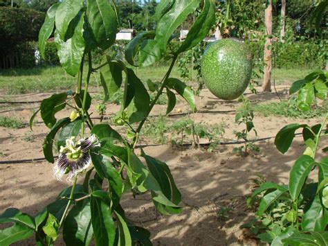 Maracujá Passiflora Edulis Passiflora Maracuja Plants