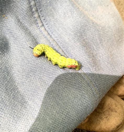 Found This Bright Caterpillar Western Pa What Is He Rinsects