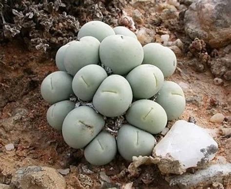 Rare Succulent Seeds Conophytum Calculus Etsy UK