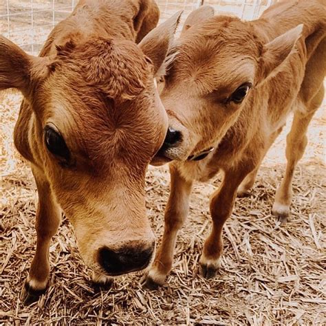 🐮🐄cows🐄🐮 On Instagram Via Thebearandthesalmon This Is So Cute 😍😍