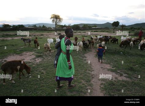 Maasai Tribe In Kenyafarming Farm Agriculture Goat Goats Sheep