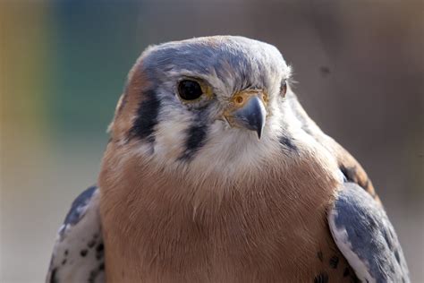 165 days in Canada EH !: Day 065 - Birds of Prey ( WARNING 90 Photos )