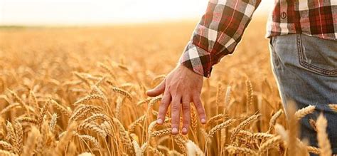 story   grains feed  potential