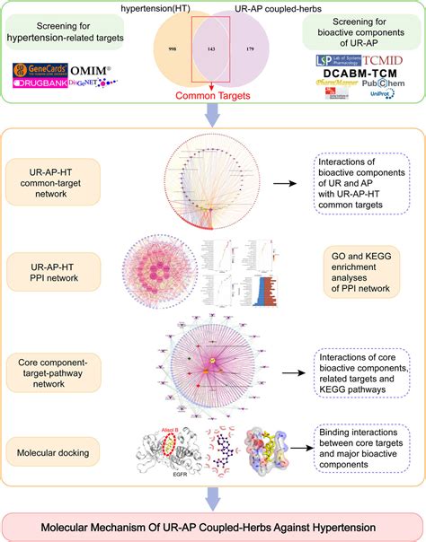 Frontiers Elucidating The Anti Hypertensive Mechanisms Of Uncaria