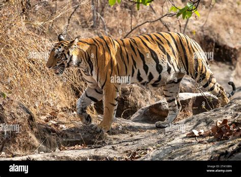 Wild Bengal Female Tiger Or Panthera Tigris Side Profile And Angry Face