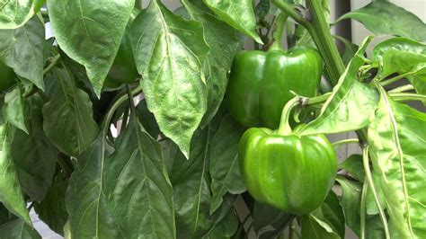 Growing Nutritious Green Peppers In A Vertical Garden YouTube