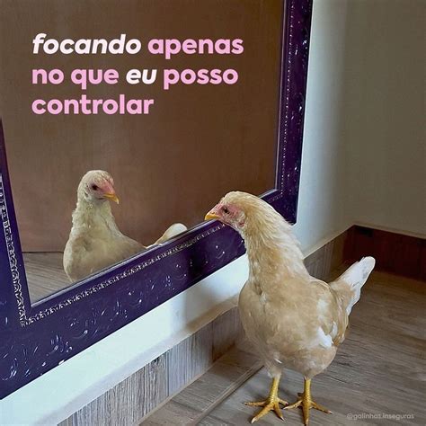 Galinha Olhando No Espelho - Memes Galinha No Espelho