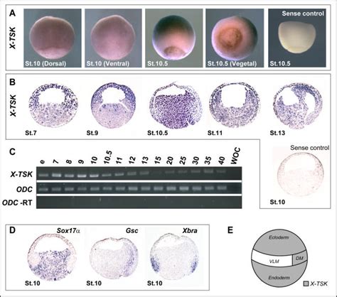 A Whole Mount In Situ Hybridization Of X TSK In Xenopus Gastrula