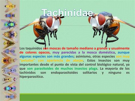 Moscas Parasitoides Ppt