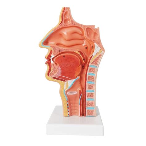 Buy Evotech Life Size Nasal Oral Cavity Throat 1 1 Human Nasopharynx