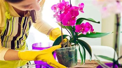 8 Tips to Make Your Orchid Bloom Every Year - Plants & Gardens