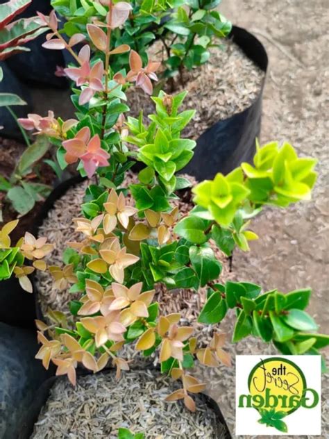 Boxleaf Eugenia With Free Plastic Pot And Garden Soil Indoor Plant