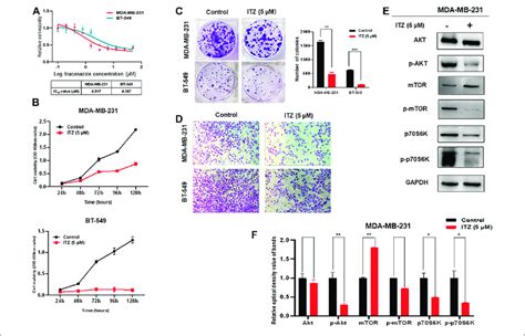 Effect Of Itz On Tnbc Cells A Proliferation Of Tnbc Cells Was