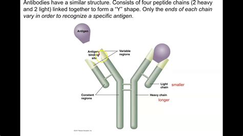 Primary And Secondary Immune Response Youtube