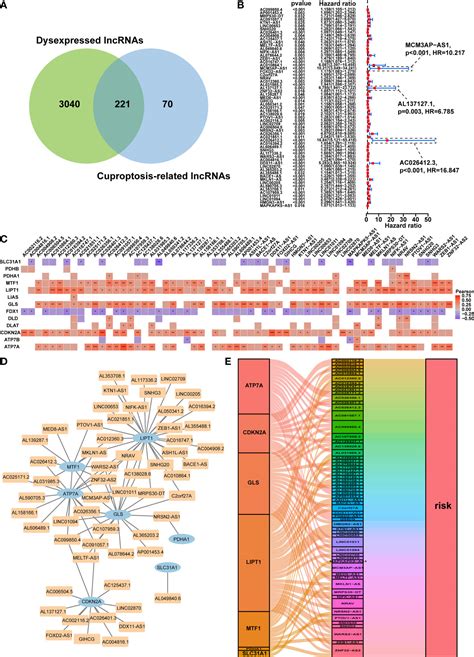 Frontiers Comprehensive Analysis Of Cuproptosis Related LncRNAs For