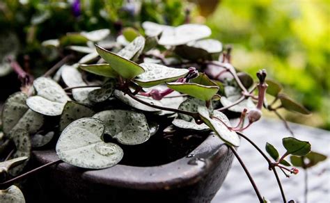 Una De Las Mejores Formas De Decorar Es Con Plantas Que Cuelgan