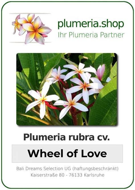 Plumeria rubra KJ Wheel of Love Plumeria Shop Ihr Partner für